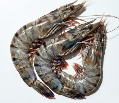 Black Tiger Garnelen, Shrimp