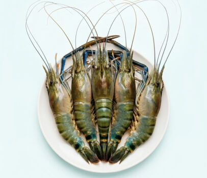 Süßwasser-Riesengarnele, Giant Freshwater Prawn, Giant River Prawn (engl.)