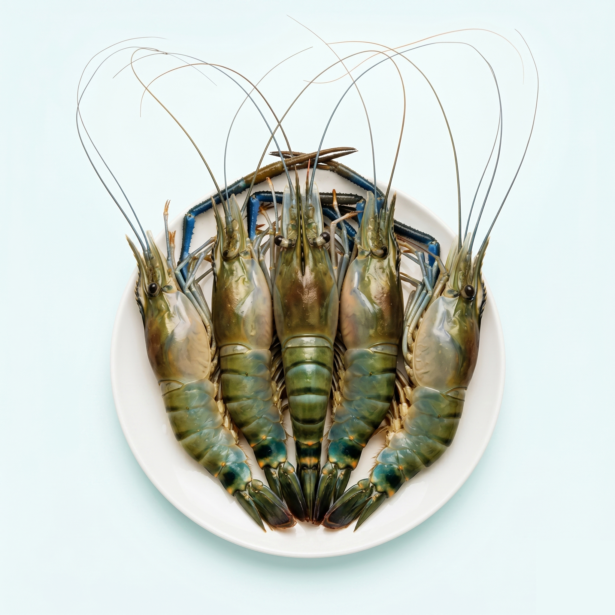 Süßwasser-Riesengarnele, Giant Freshwater Prawn, Giant River Prawn (engl.)