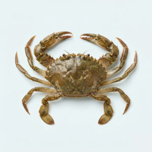 Soft Shell Mangrove Krabbe / Butterkrabbe