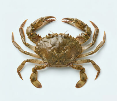 Soft Shell Mangrove Krabbe / Butterkrabbe